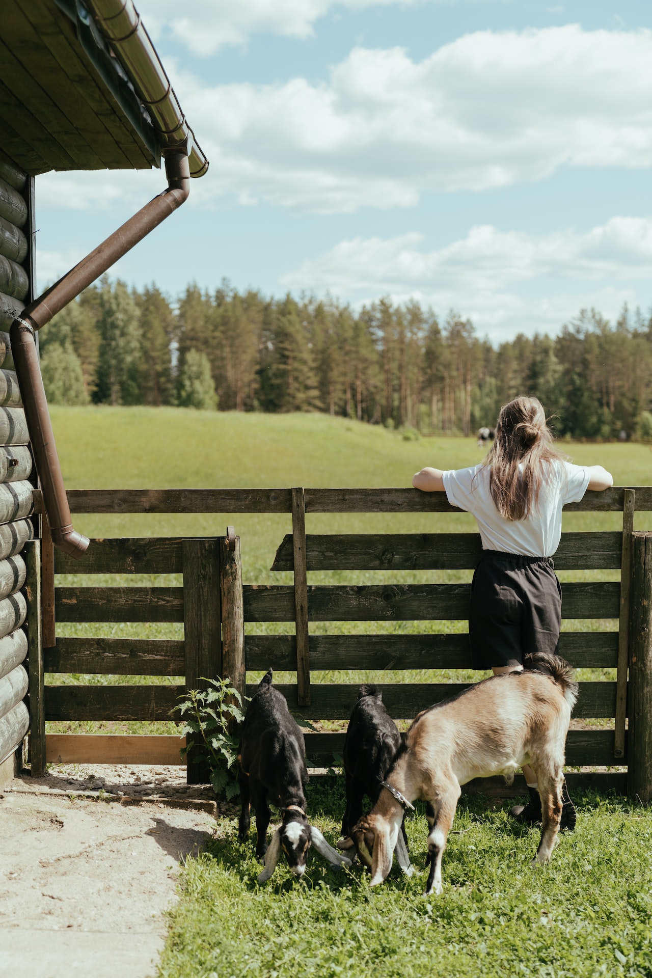 Securing Your Homestead from Intruders: Practical Ideas and Strategies