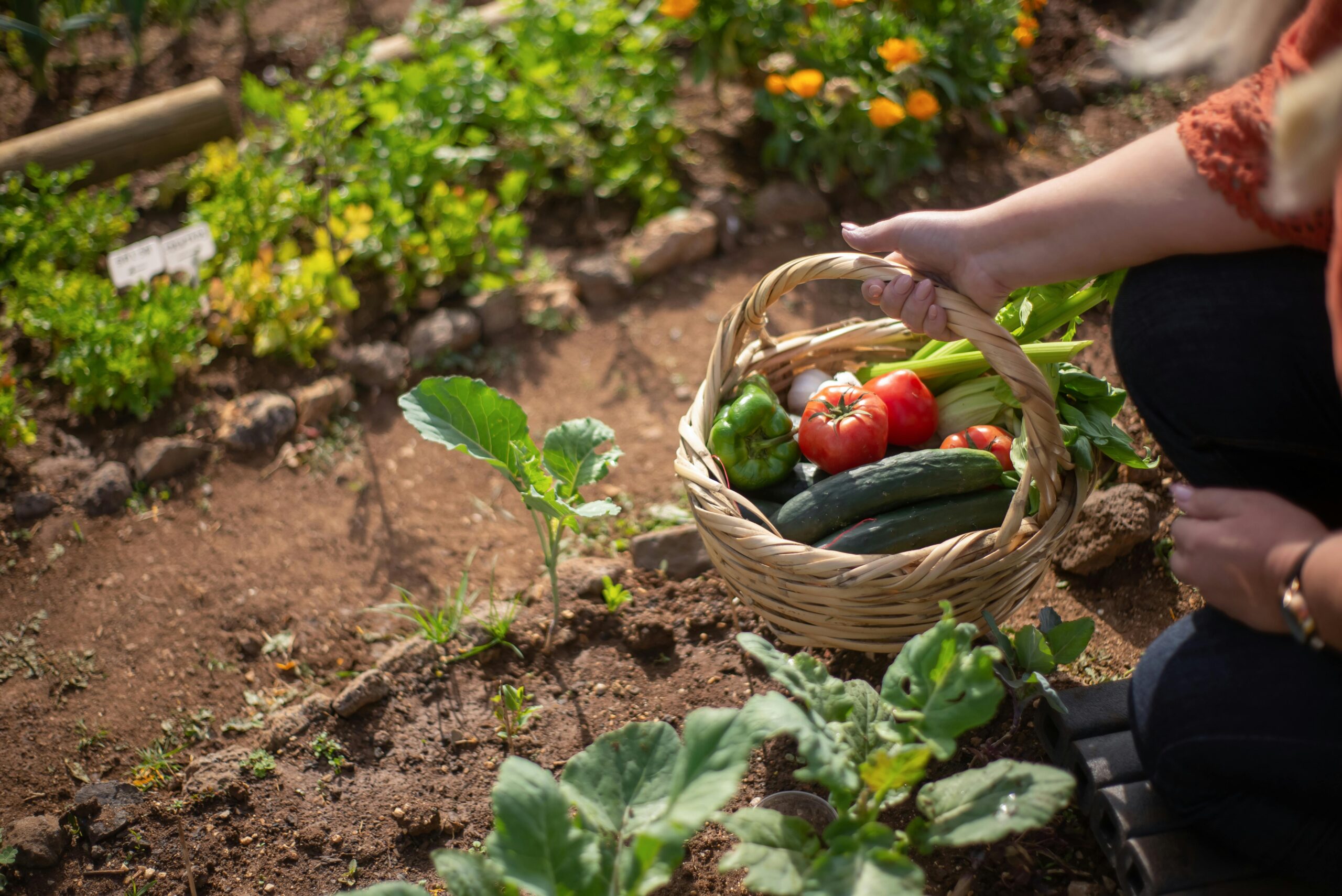 Planting the Seeds of Success: A Beginner’s Guide to Starting a Garden this Spring